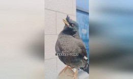 搞笑八哥爆料视频下载大全,笑料横飞，欢乐无限